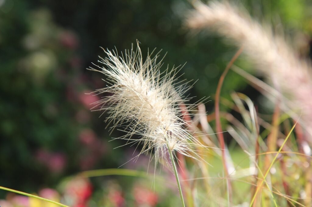 grass, plant, herbaceous, nature, botanical